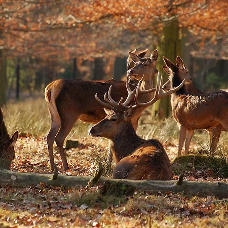 St George & Szálloda
