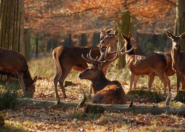 St George & מלון